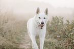 Wei�er Schweizer Sch�ferhund