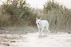 Wei�er Schweizer Sch�ferhund