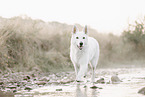 Wei�er Schweizer Sch�ferhund