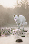Wei�er Schweizer Sch�ferhund
