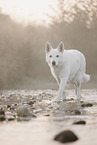 Wei�er Schweizer Sch�ferhund