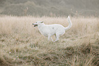 Wei�er Schweizer Sch�ferhund