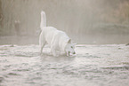 Wei�er Schweizer Sch�ferhund