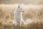 Wei�er Schweizer Sch�ferhund