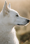 Wei�er Schweizer Sch�ferhund
