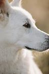 Wei�er Schweizer Sch�ferhund