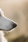 Wei�er Schweizer Sch�ferhund
