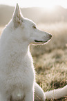 Wei�er Schweizer Sch�ferhund
