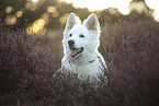 Wei�er Schweizer Sch�ferhund