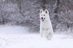 Wei�er Schweizer Sch�ferhund