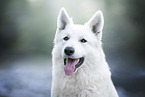 Wei�er Schweizer Sch�ferhund