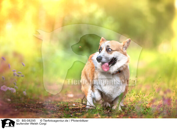 laufender Welsh Corgi / walking Welsh Corgi / BS-08295