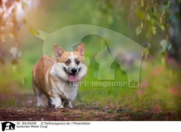 laufender Welsh Corgi / BS-08296
