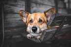 liegender Welsh Corgi