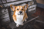 sitzender Welsh Corgi