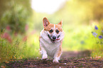 laufender Welsh Corgi