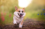 rennender Welsh Corgi