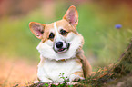 Welsh Corgi