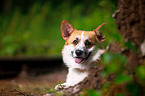 Welsh Corgi