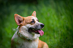 Welsh Corgi Portrait