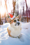 Welsh Corgi im Schnee