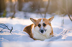 Welsh Corgi im Schnee