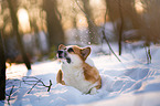 Welsh Corgi im Schnee