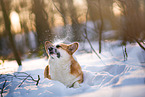 Welsh Corgi im Schnee