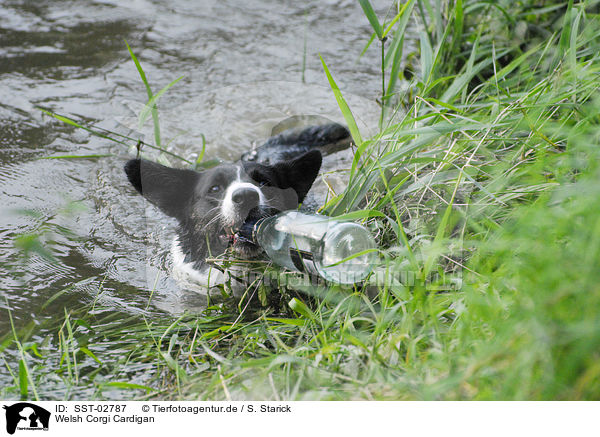 Welsh Corgi Cardigan / SST-02787