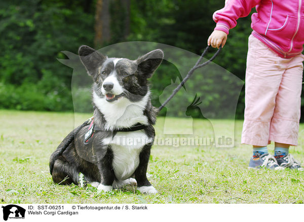 Welsh Corgi Cardigan / SST-06251