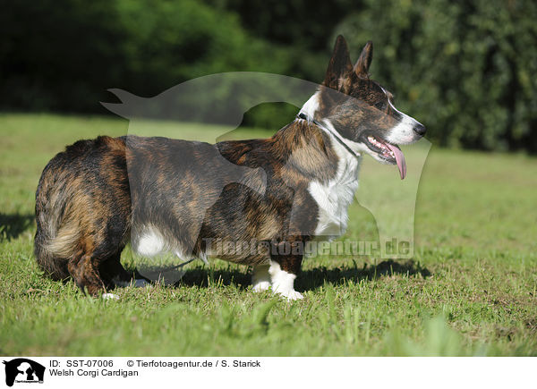 Welsh Corgi Cardigan / Welsh Corgi Cardigan / SST-07006