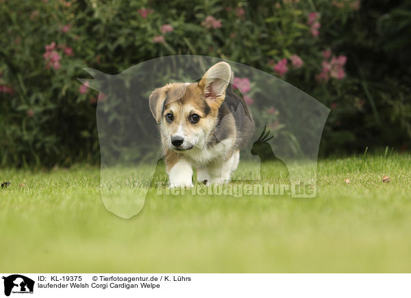 laufender Welsh Corgi Cardigan Welpe / KL-19375