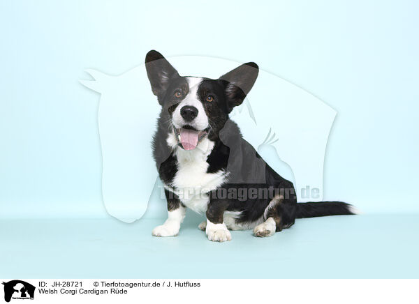 Welsh Corgi Cardigan Rde / male Welsh Corgi Cardigan / JH-28721