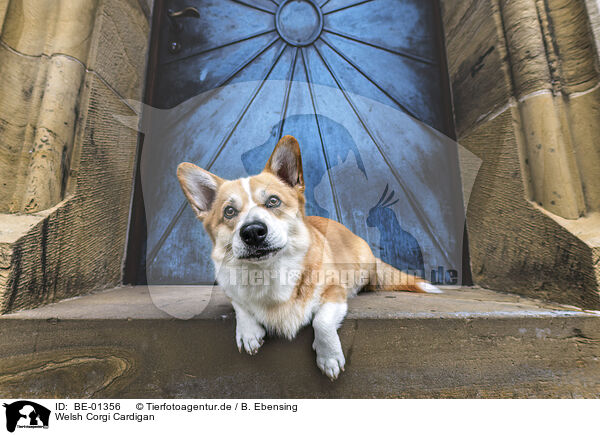 Welsh Corgi Cardigan / Welsh Corgi Cardigan / BE-01356