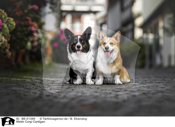 Welsh Corgi Cardigan / BE-01366