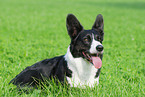 Welsh Corgi Cardigan