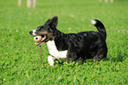 Welsh Corgi Cardigan