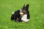 Welsh Corgi Cardigan