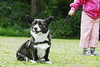 Welsh Corgi Cardigan