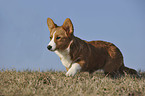 Welsh Corgi Cardigan Welpe