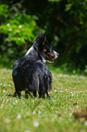 stehender Welsh Corgi Cardigan