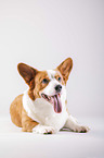 liegender Welsh Corgi Cardigan