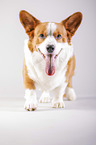 stehender Welsh Corgi Cardigan