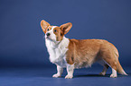 stehender Welsh Corgi Cardigan