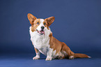 sitzender Welsh Corgi Cardigan