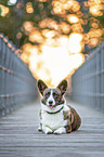 liegender Welsh Corgi Cardigan