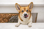 Welsh Corgi Cardigan