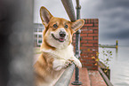 Welsh Corgi Cardigan