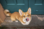 Welsh Corgi Cardigan