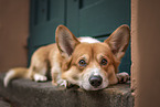 liegender Welsh Corgi Cardigan